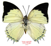 Polyura delphis concha (Malaysia)